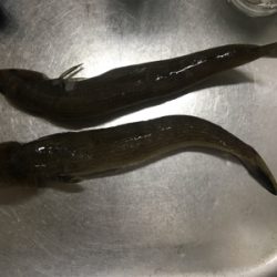 100均ジグはエソ好み