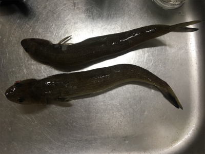 100均ジグはエソ好み