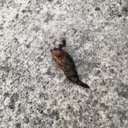 アジは何処に行きました？