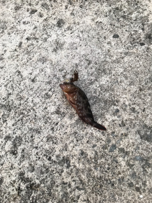 アジは何処に行きました？