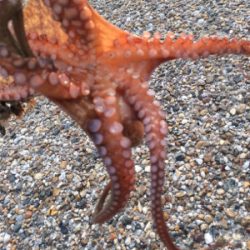 まだタコ釣れます