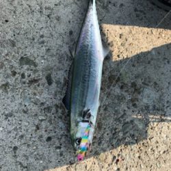 静かな海でサゴシ