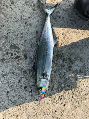 静かな海でサゴシ