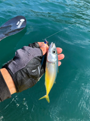 カヤックフィッシング！