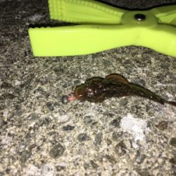 ライトゲーム入門