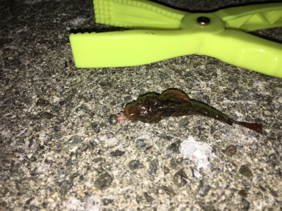 ライトゲーム入門