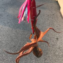 まだまだ、居てるタコ!