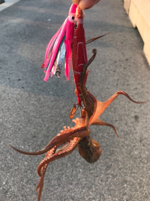 まだまだ、居てるタコ！