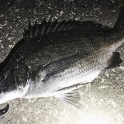 チニング お盆釣行