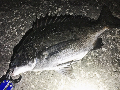 チニング お盆釣行