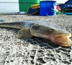 2018年8月12日釣行in福吉漁港