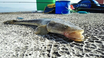 2018年8月12日釣行in福吉漁港