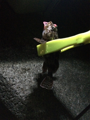 久しぶりの釣行