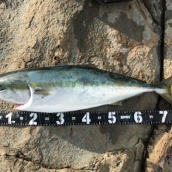 もうブリが来たよ