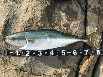 もうブリが来たよ