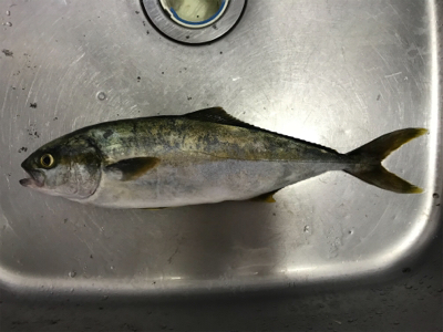 夏って感じの魚種