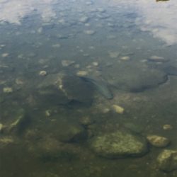 デイナマズ&ライギョ