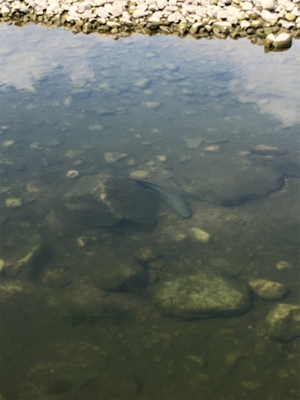 デイナマズ&ライギョ