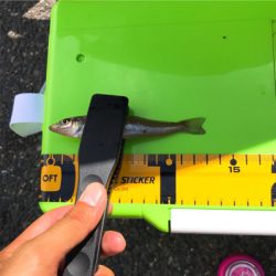 激濁りキッシング