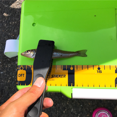 激濁りキッシング