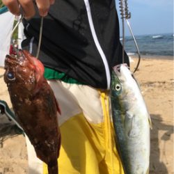 ツバスとガシラ