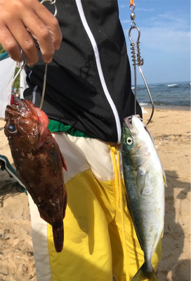 ツバスとガシラ