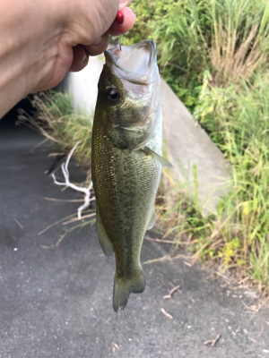 ガルプ最高‼︎！