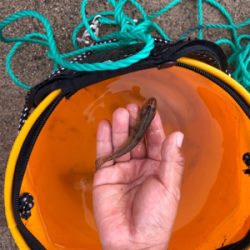 キャンプで釣り