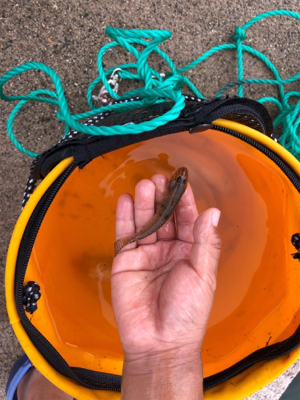 キャンプで釣り