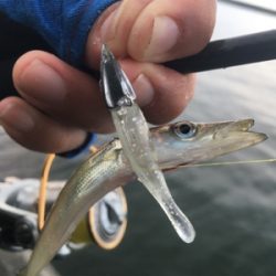 初めてのカマス