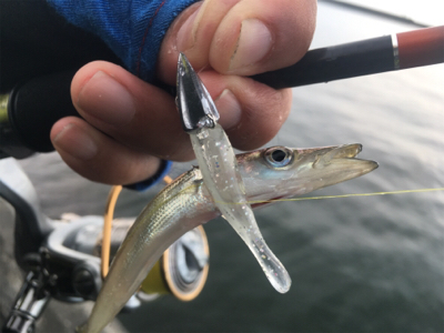 初めてのカマス