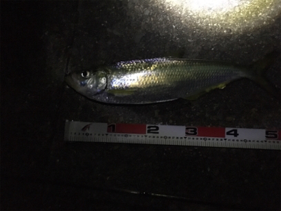 全く知らなかったです。