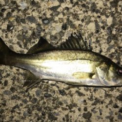 ナイスサイズアジ単体