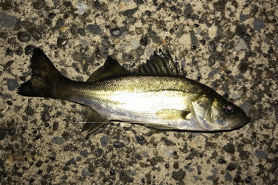 ナイスサイズアジ単体