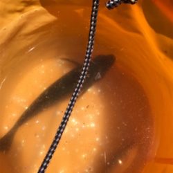 お盆休み、子供とサビキ釣り