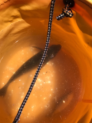 お盆休み、子供とサビキ釣り