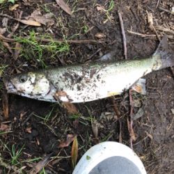 ちょっとだけヤマメ釣り