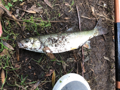 ちょっとだけヤマメ釣り