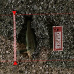 アジを探して。