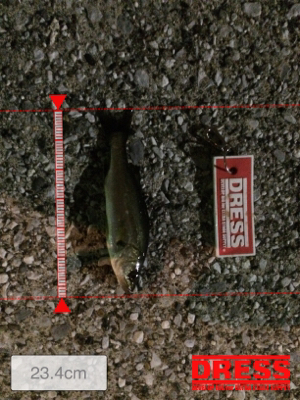 アジを探して。