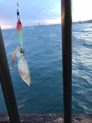 ライトエギング