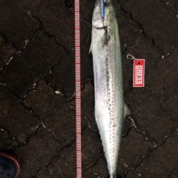 サワラ釣れたよ