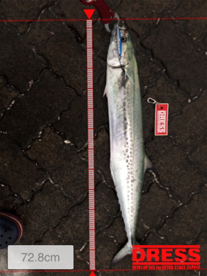 サワラ釣れたよ