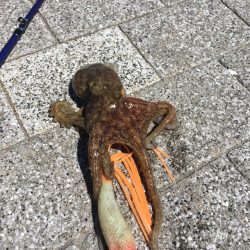 シブかったですが何とか1匹