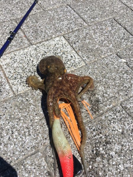 シブかったですが何とか1匹