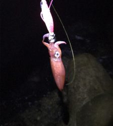 リベンジケンサキ