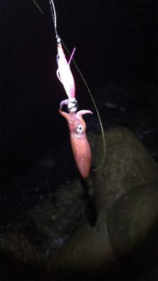 リベンジケンサキ