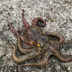 帰省と共にタコ