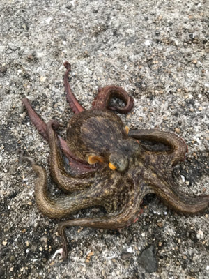 帰省と共にタコ