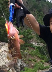 キジハタと、ガッシ〜